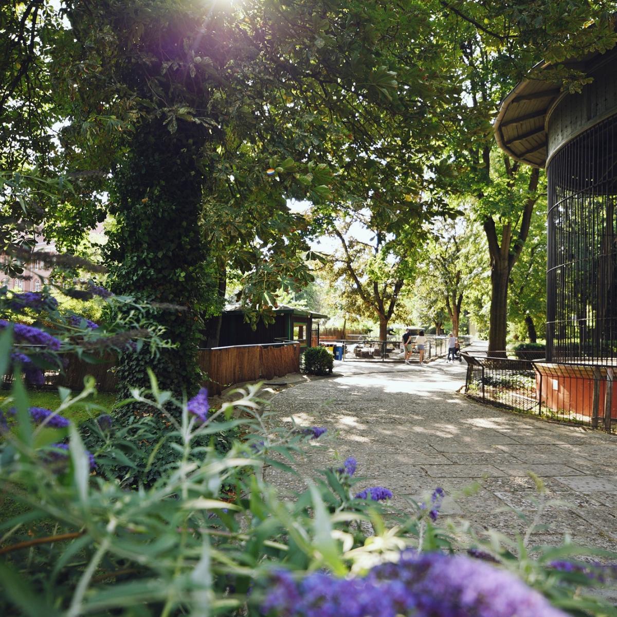 Zdjęcie Starego Zoo w pobliżu nowej inwestycji deweloperskiej Epika Jeżyce